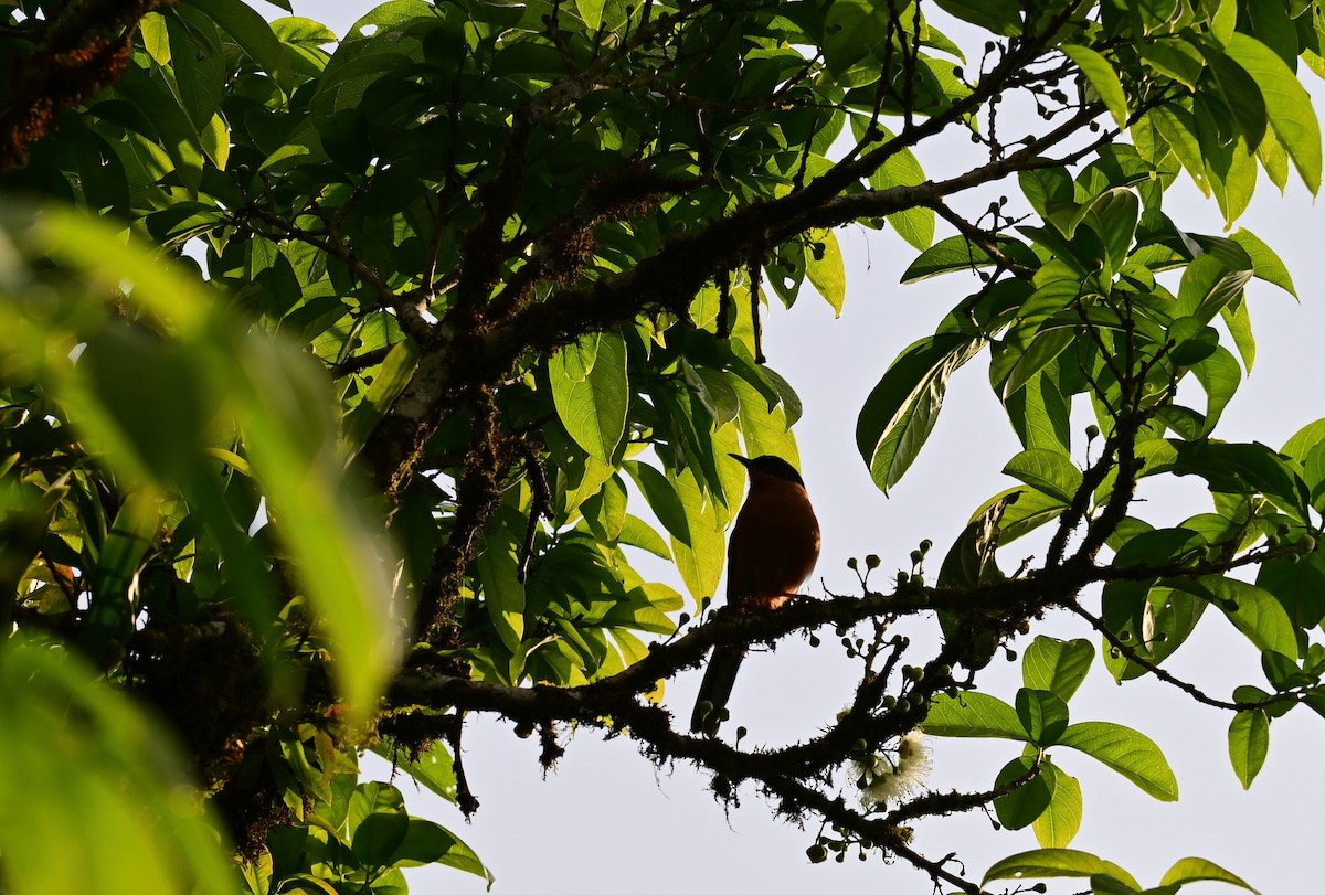 Rufous Sibia - ML644115764