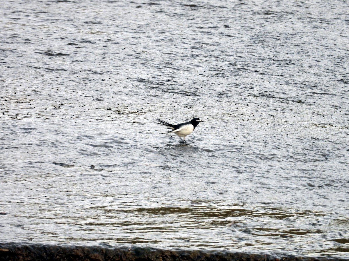 日本鶺鴒 - ML644115779