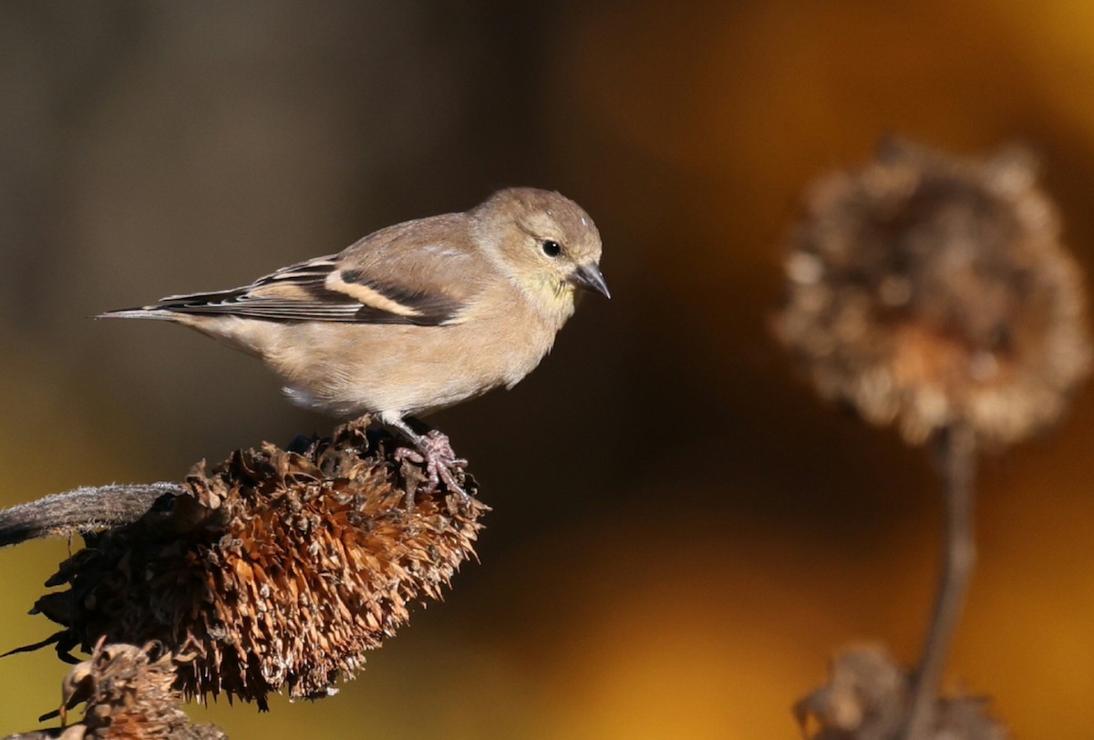 American Goldfinch - ML644115805