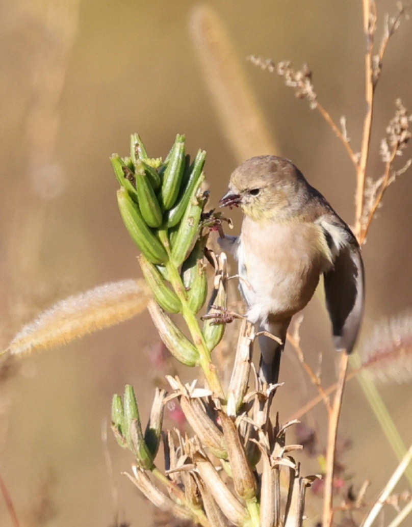 American Goldfinch - ML644115806