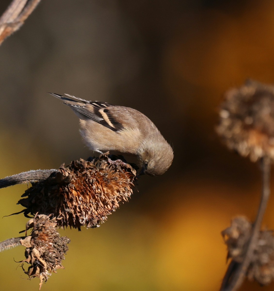 American Goldfinch - ML644115807