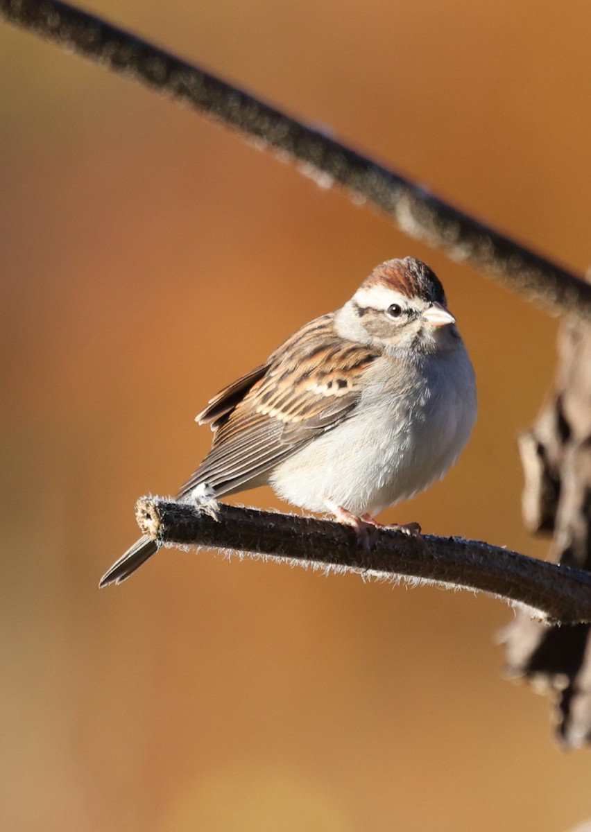 Chipping Sparrow - ML644115819