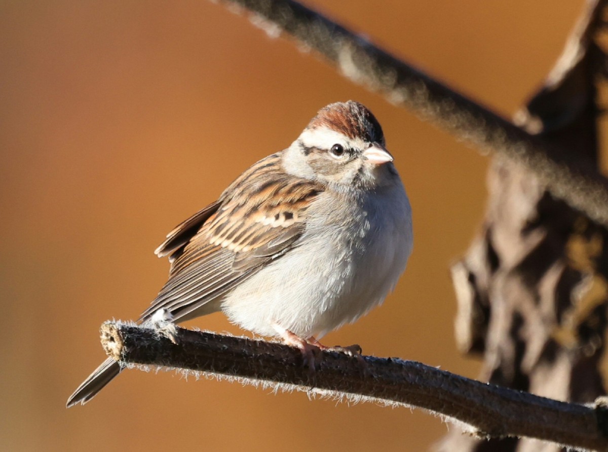 Chipping Sparrow - ML644115820