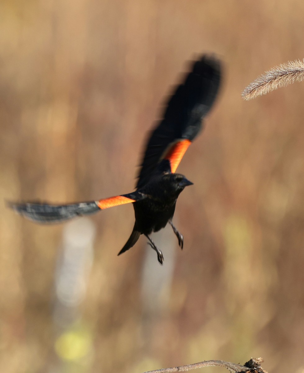 Red-winged Blackbird - ML644115824