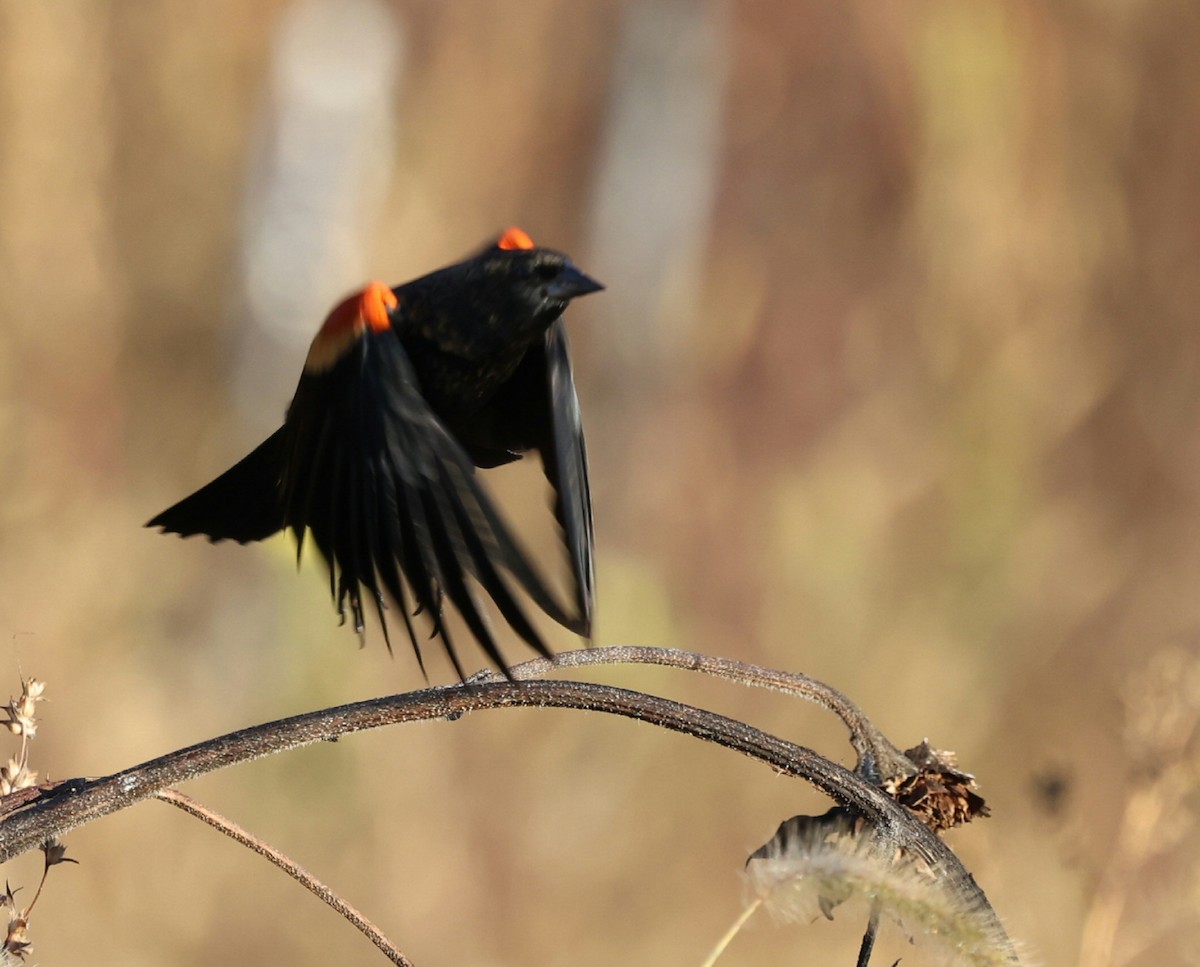 Red-winged Blackbird - ML644115825