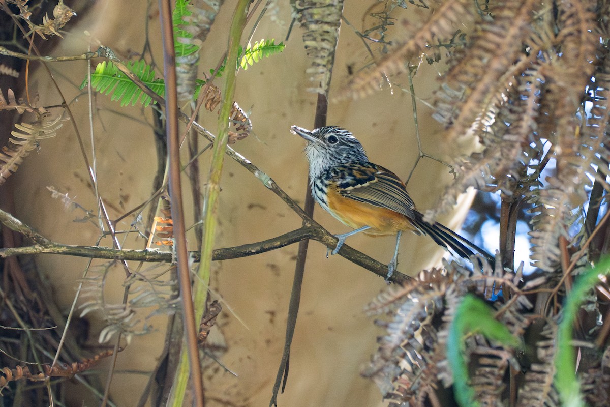 Santa Marta Karıncakuşu - ML644115827