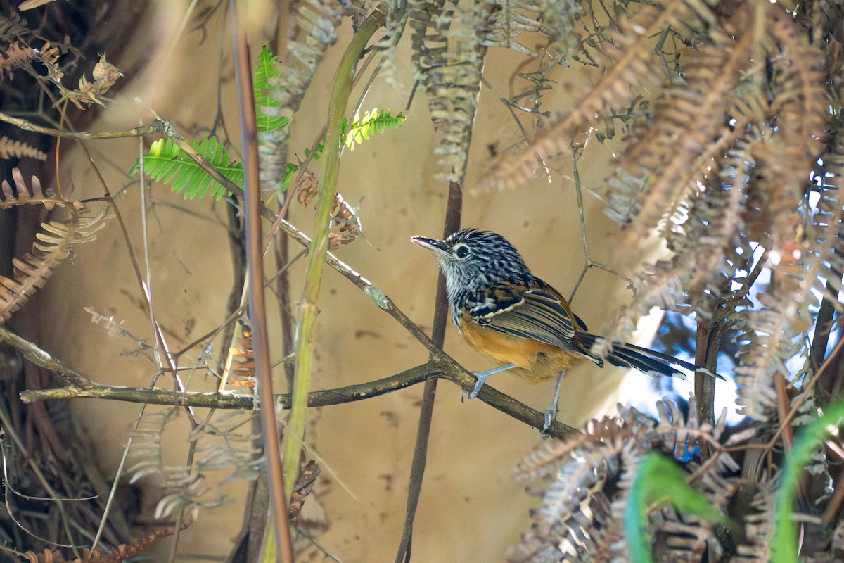 Santa Marta Karıncakuşu - ML644115828