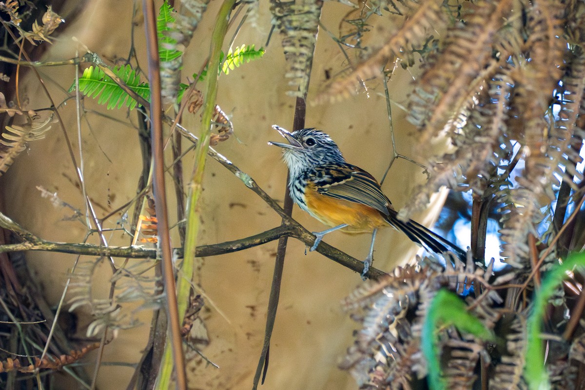 Santa Marta Karıncakuşu - ML644115829