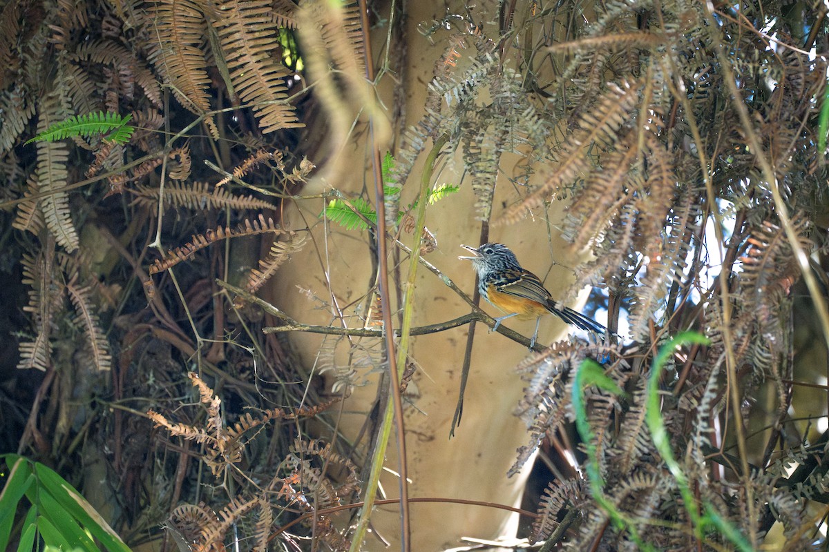 Santa Marta Karıncakuşu - ML644115830