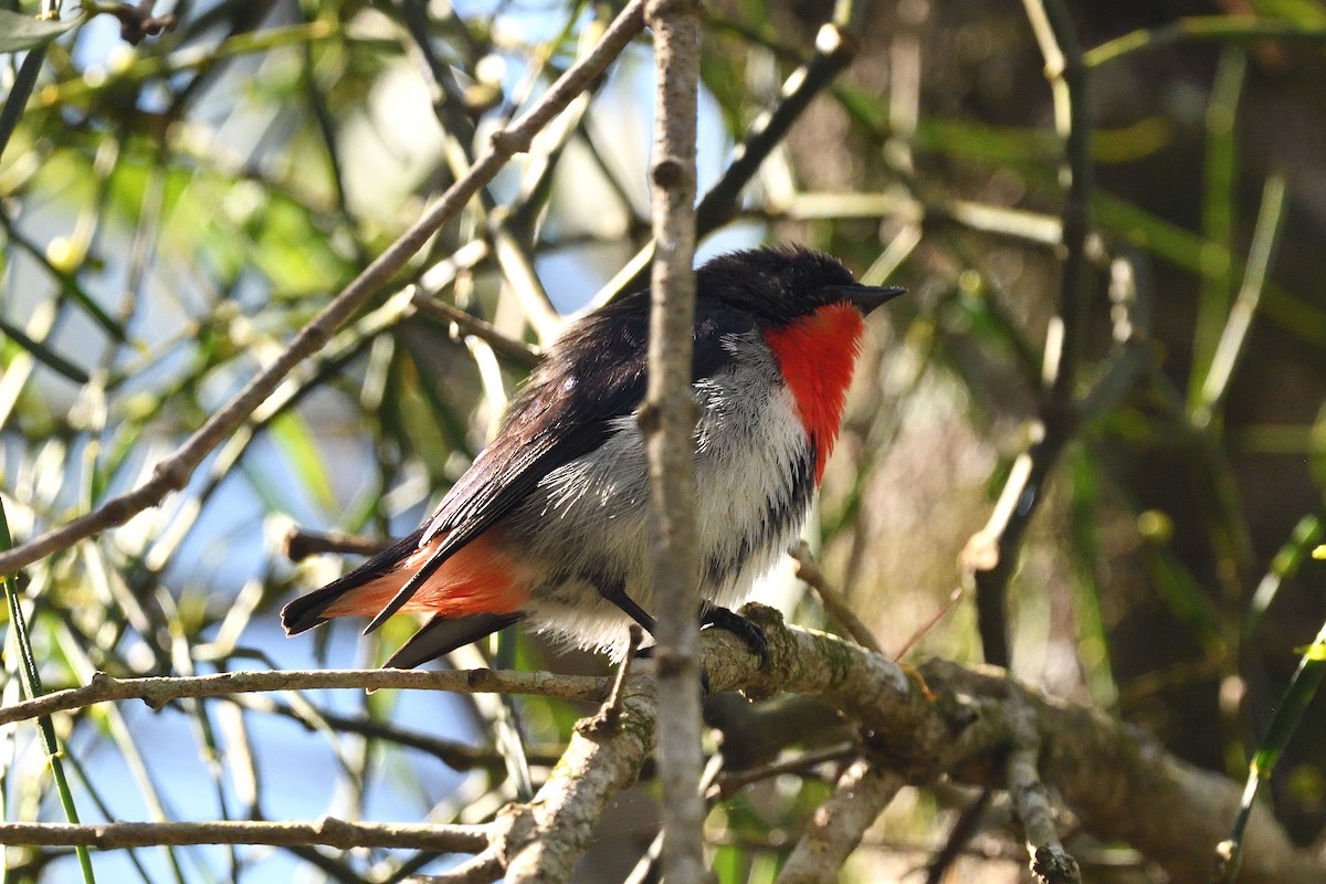 Mistletoebird - ML644115837