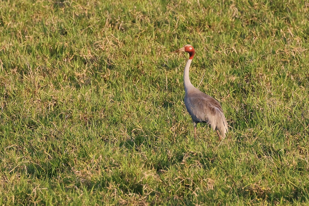 Sarus Crane - ML644115838