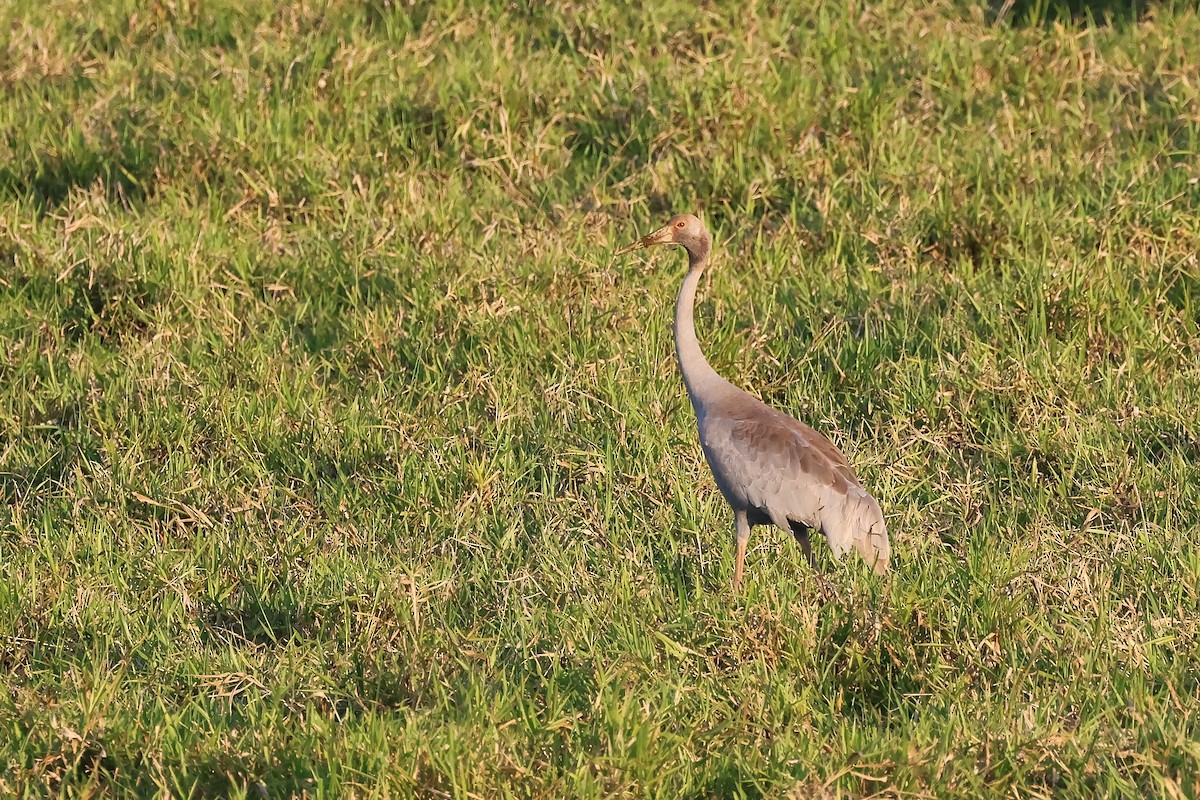 Sarus Crane - ML644115839