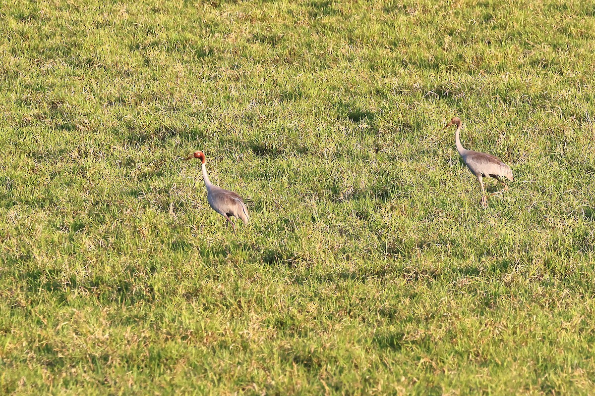 Sarus Crane - ML644115840