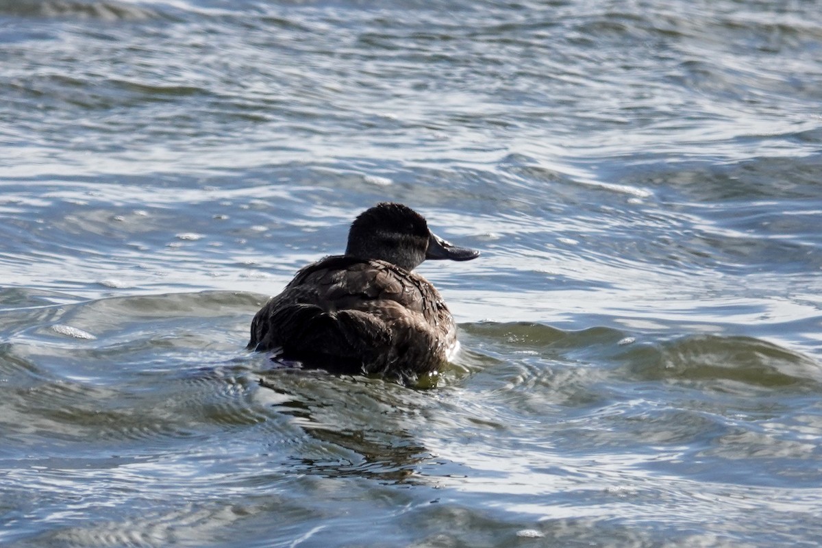 Ruddy Duck - ML644115849