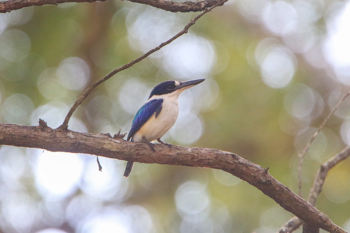 Forest Kingfisher - ML644115861