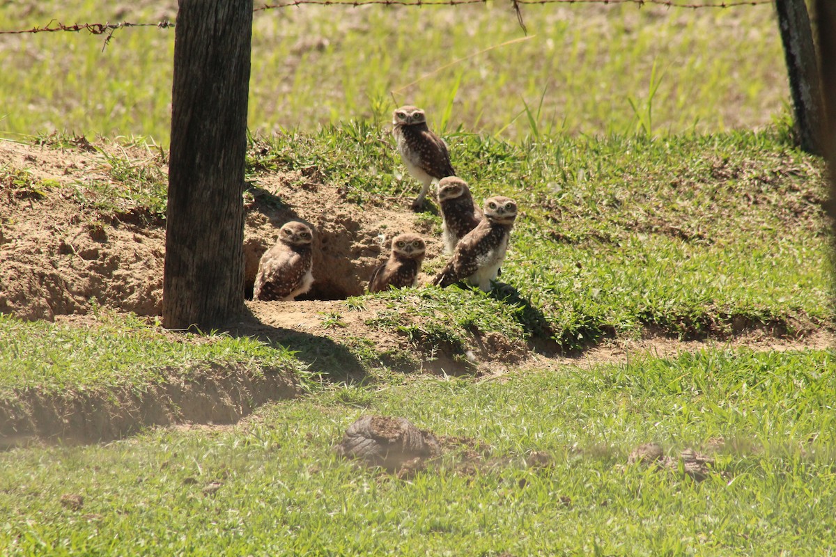 Burrowing Owl - ML644115864