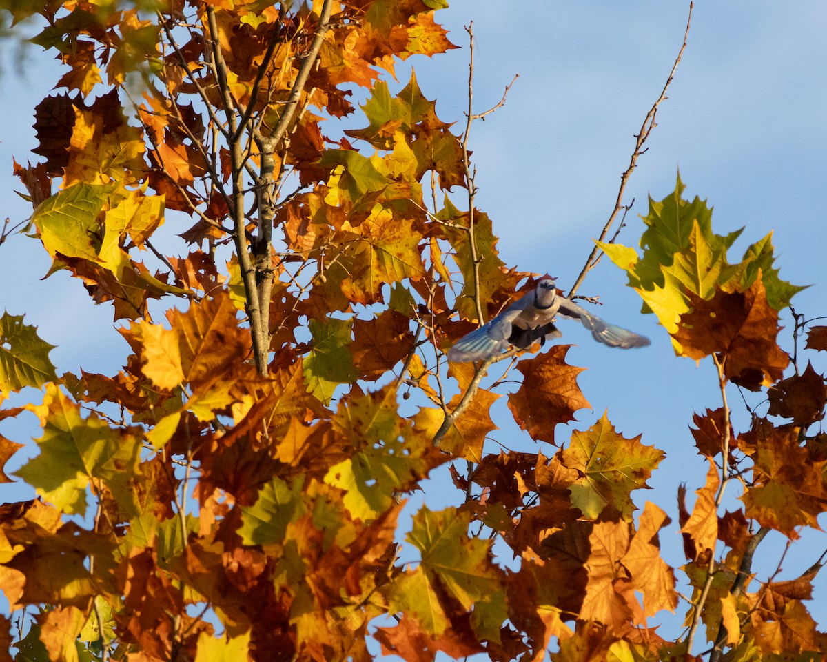 Blue Jay - ML644115865