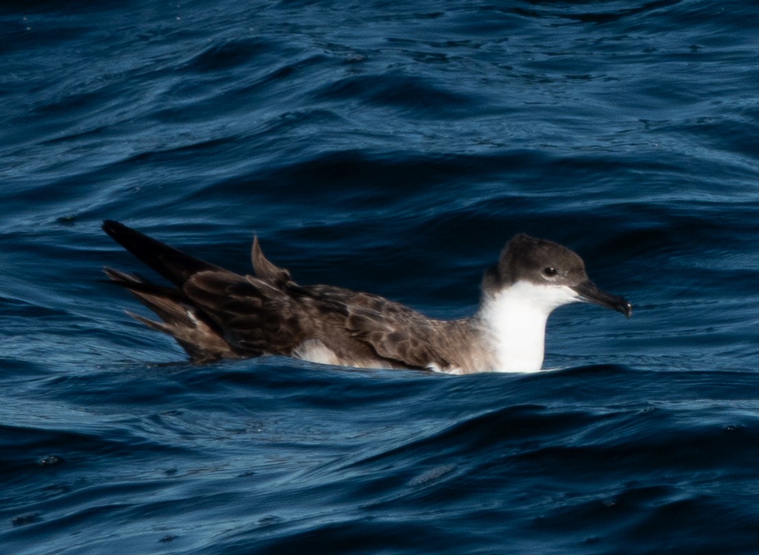 Great Shearwater - ML644115871