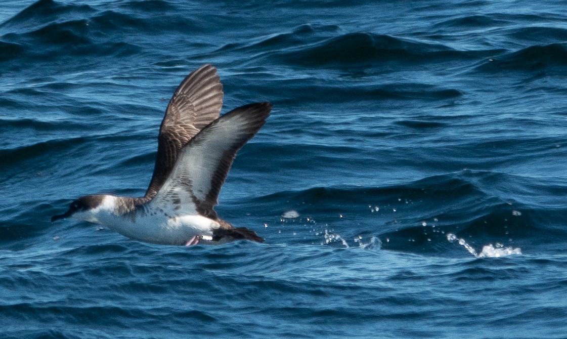 Great Shearwater - ML644115872