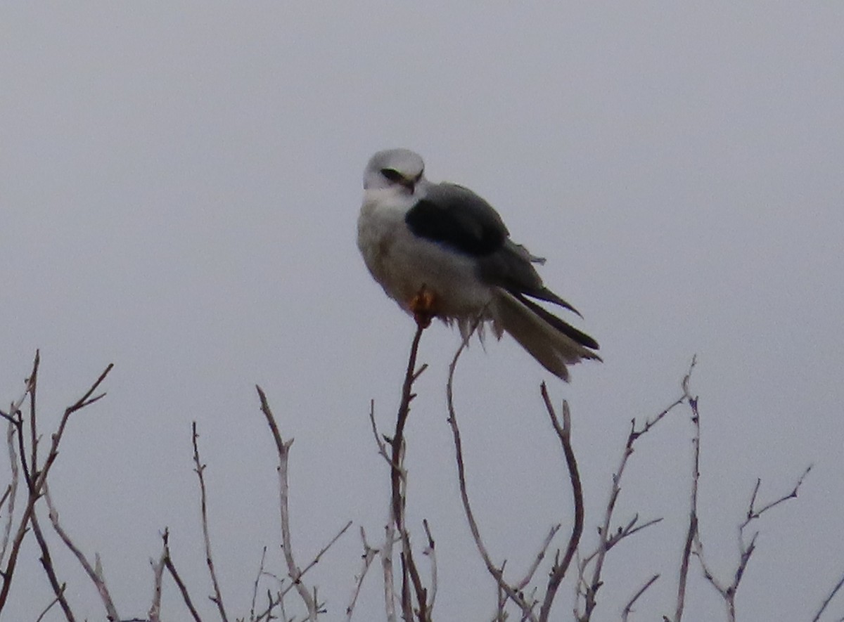 White-tailed Kite - ML644115879