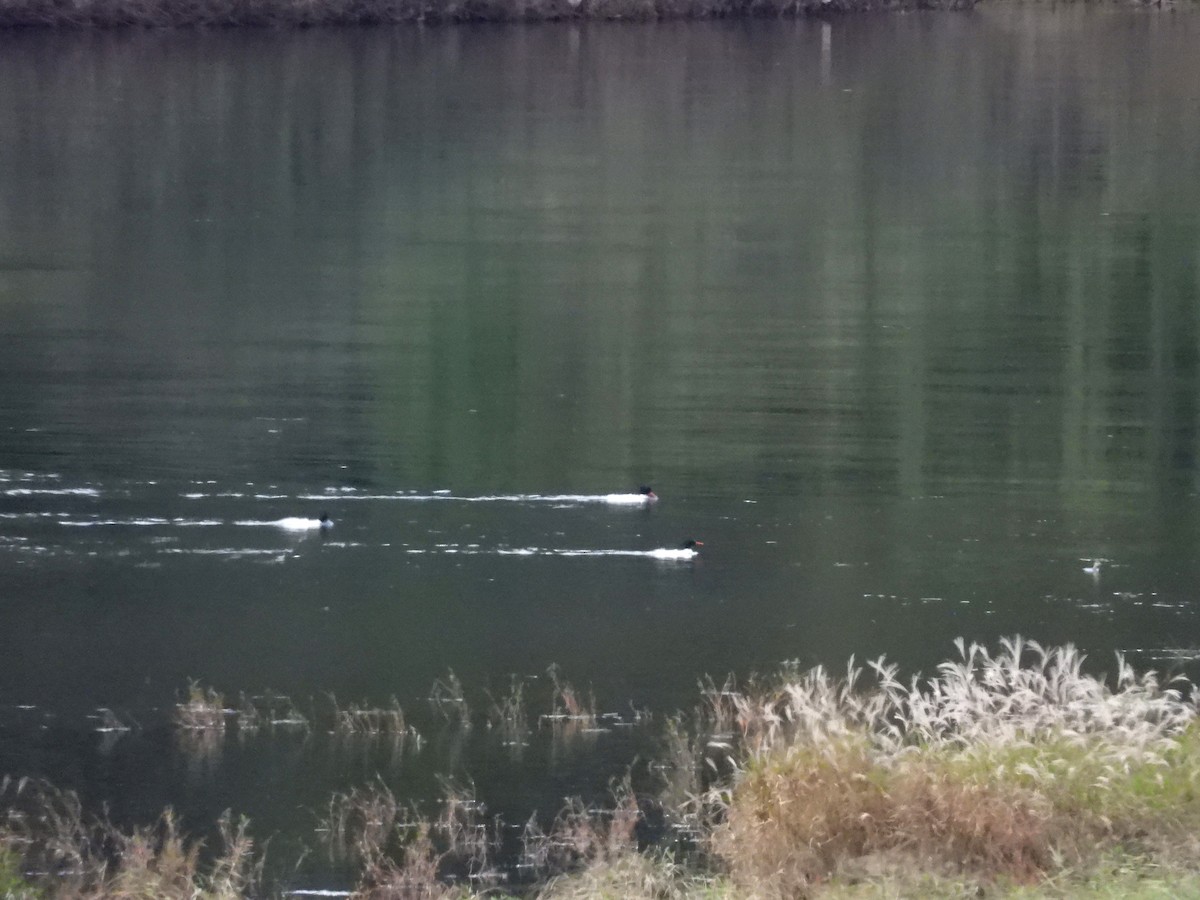 Крех китайський - ML644115881