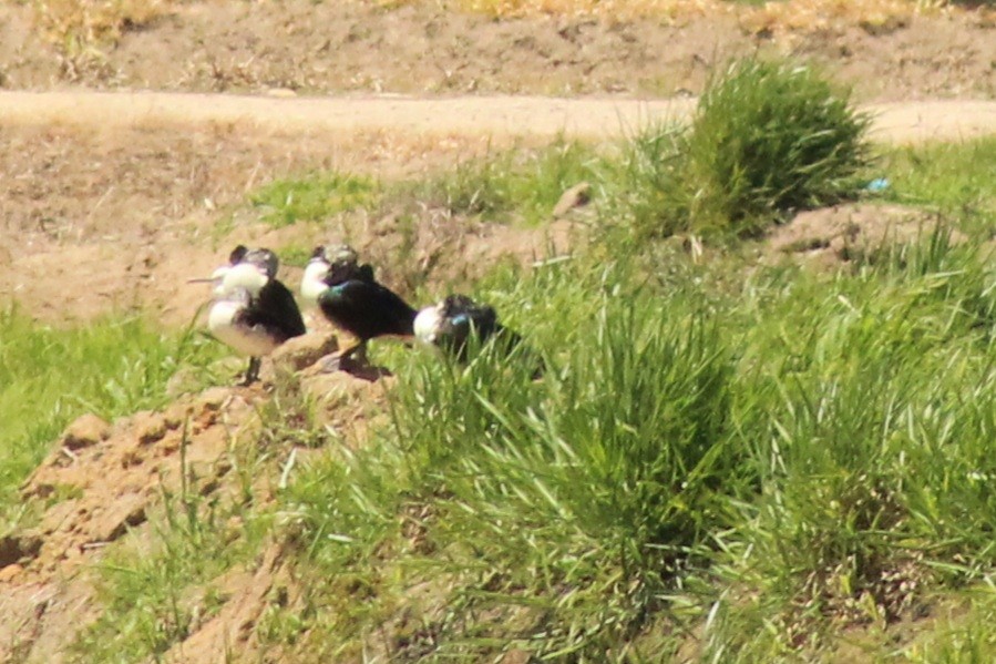 Comb Duck - ML644115902