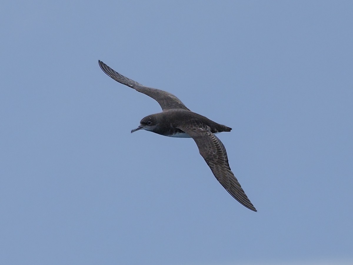 buřňák maorský - ML644115905