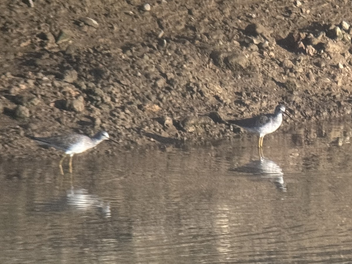 Gelbschenkel - ML644115908