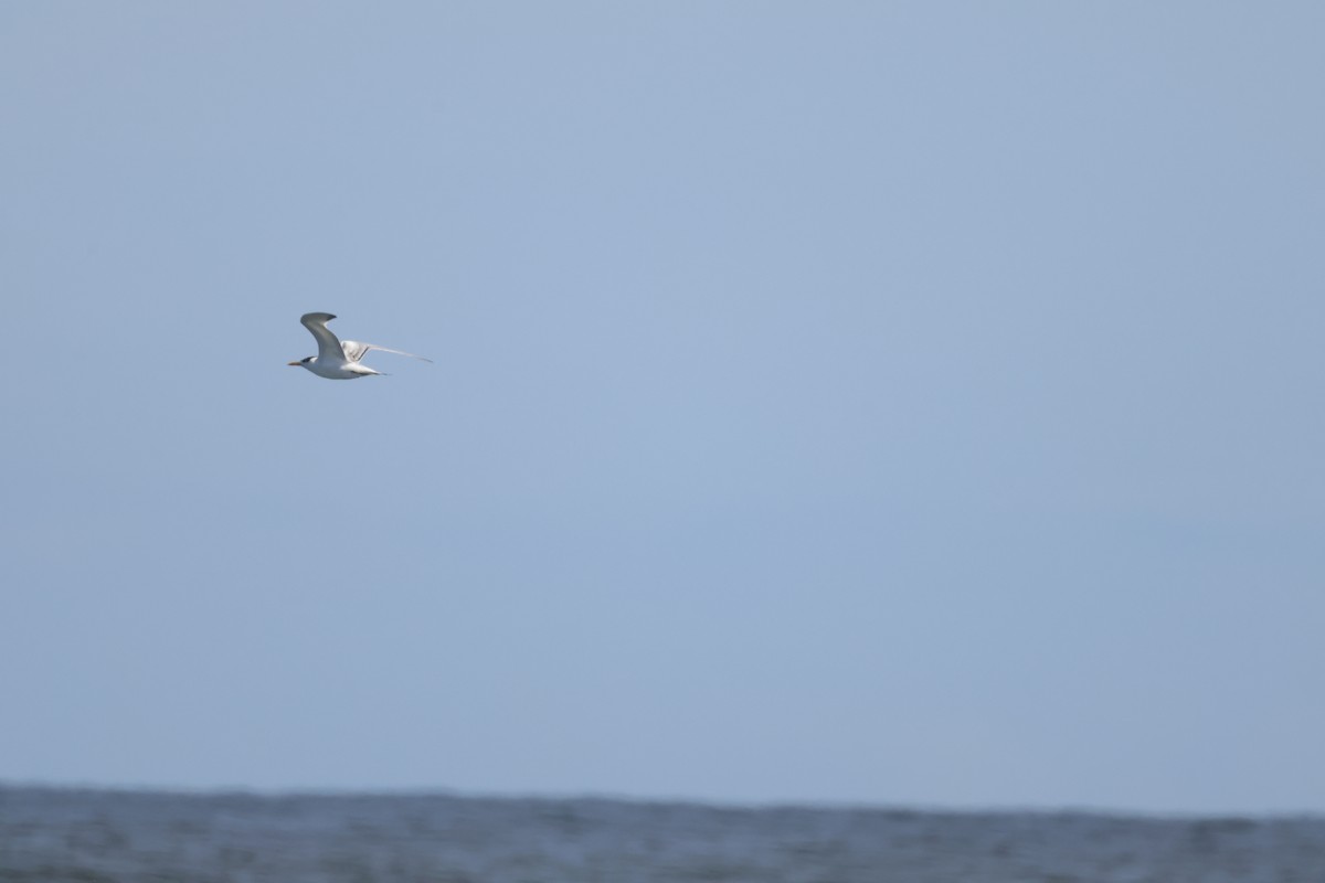 Forster's Tern - ML644115922