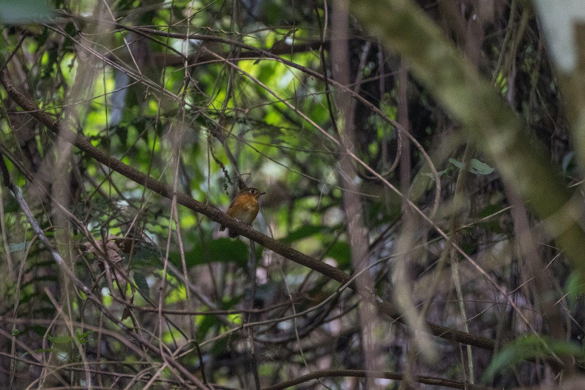 Rusty-breasted Antpitta (Rusty-breasted) - ML644115926