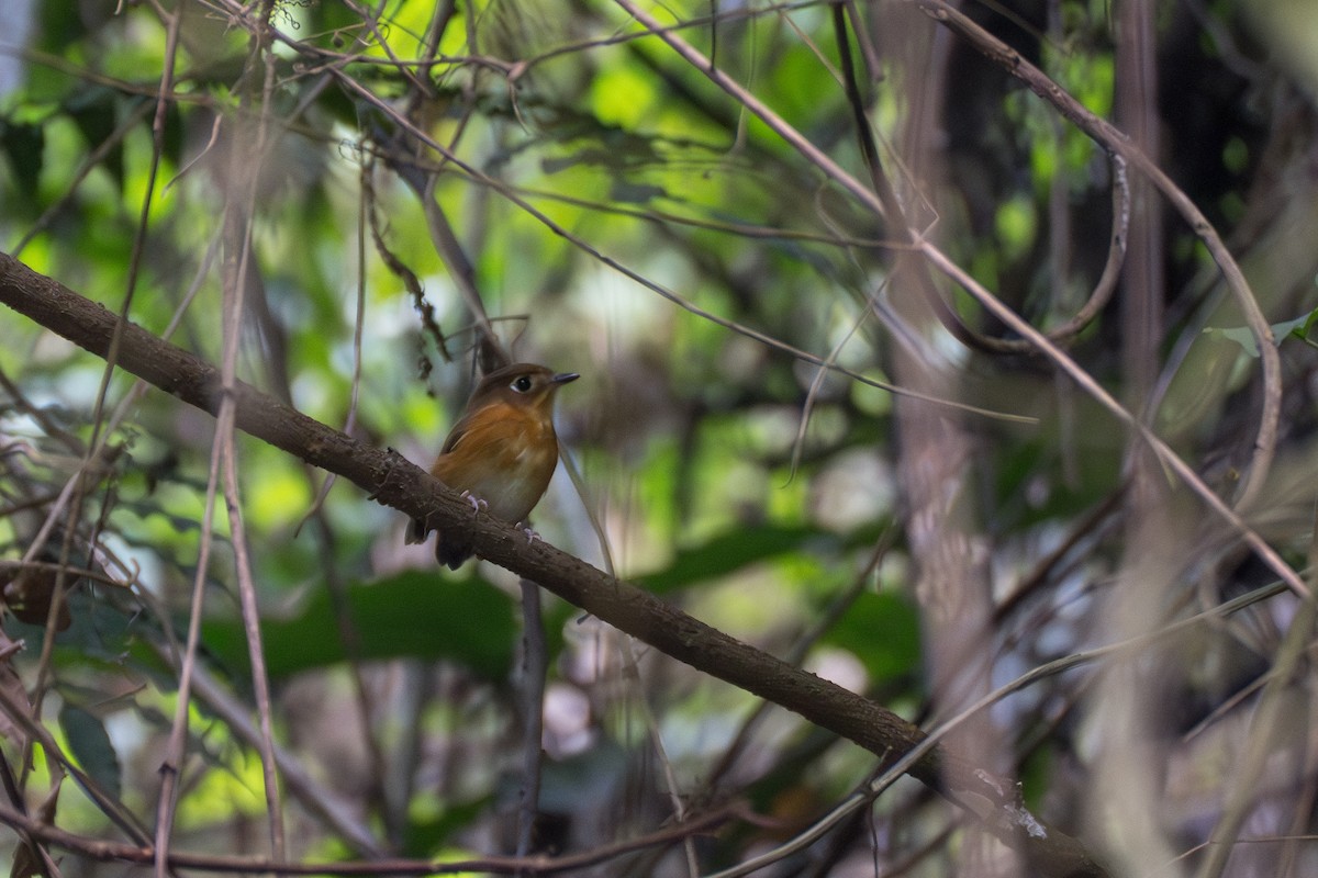 Rusty-breasted Antpitta (Rusty-breasted) - ML644115930