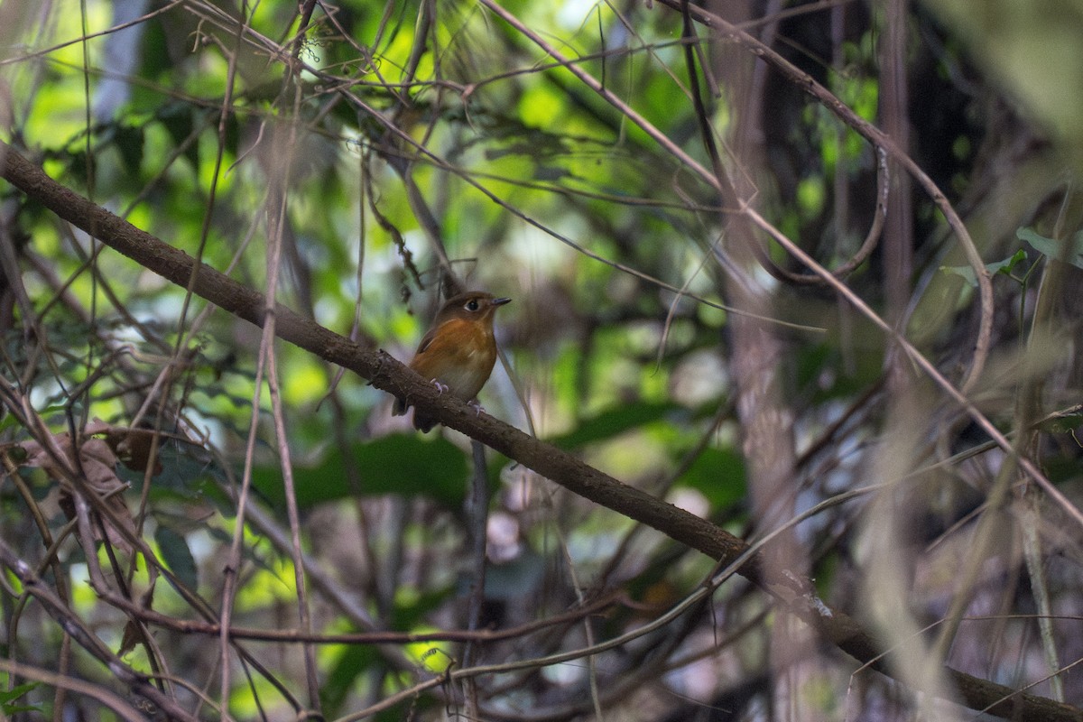 Rusty-breasted Antpitta (Rusty-breasted) - ML644115932