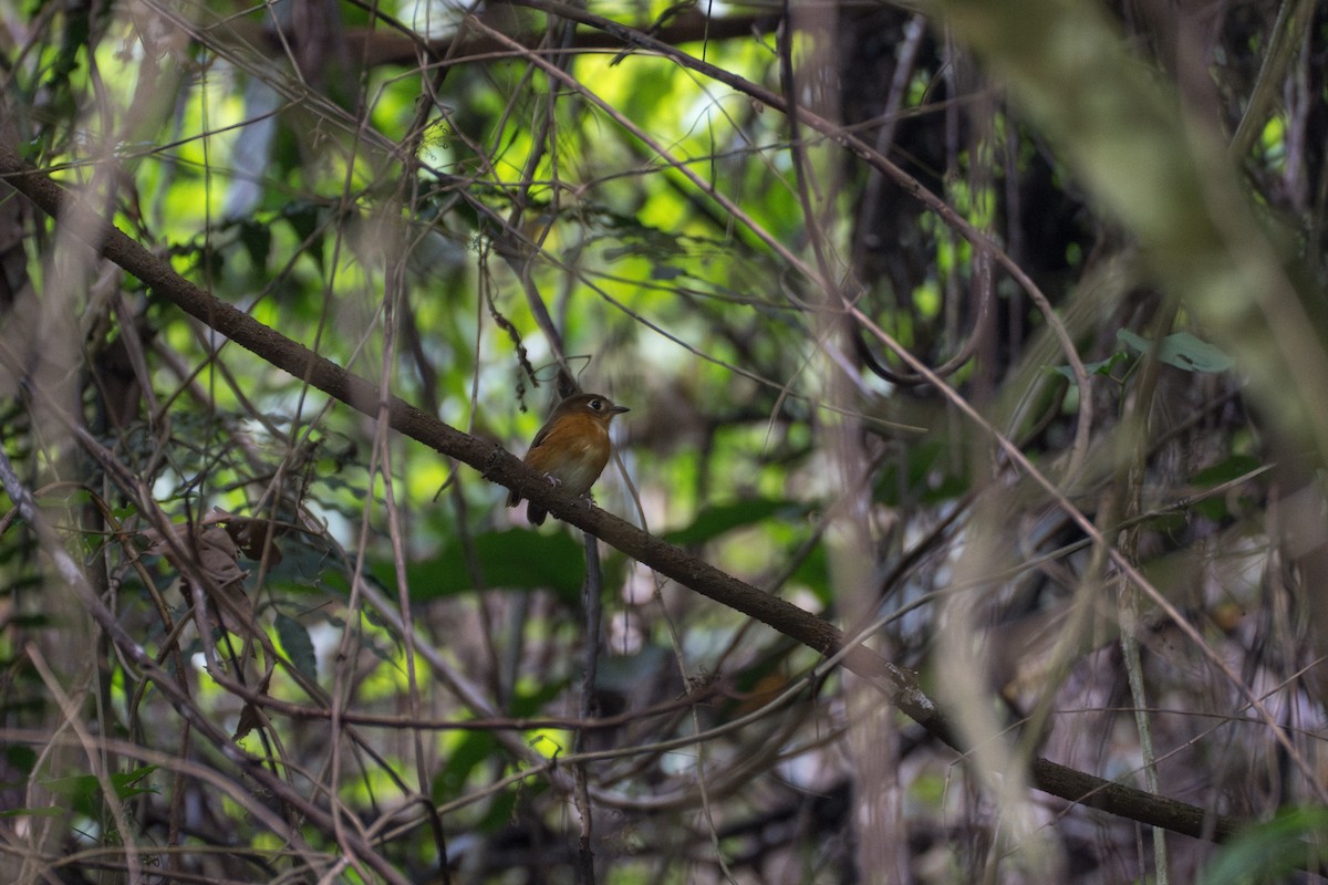 Rusty-breasted Antpitta (Rusty-breasted) - ML644115933