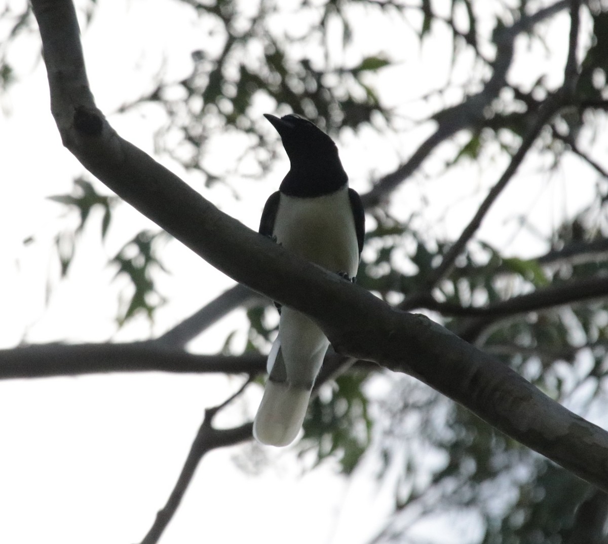 Curl-crested Jay - ML644115936
