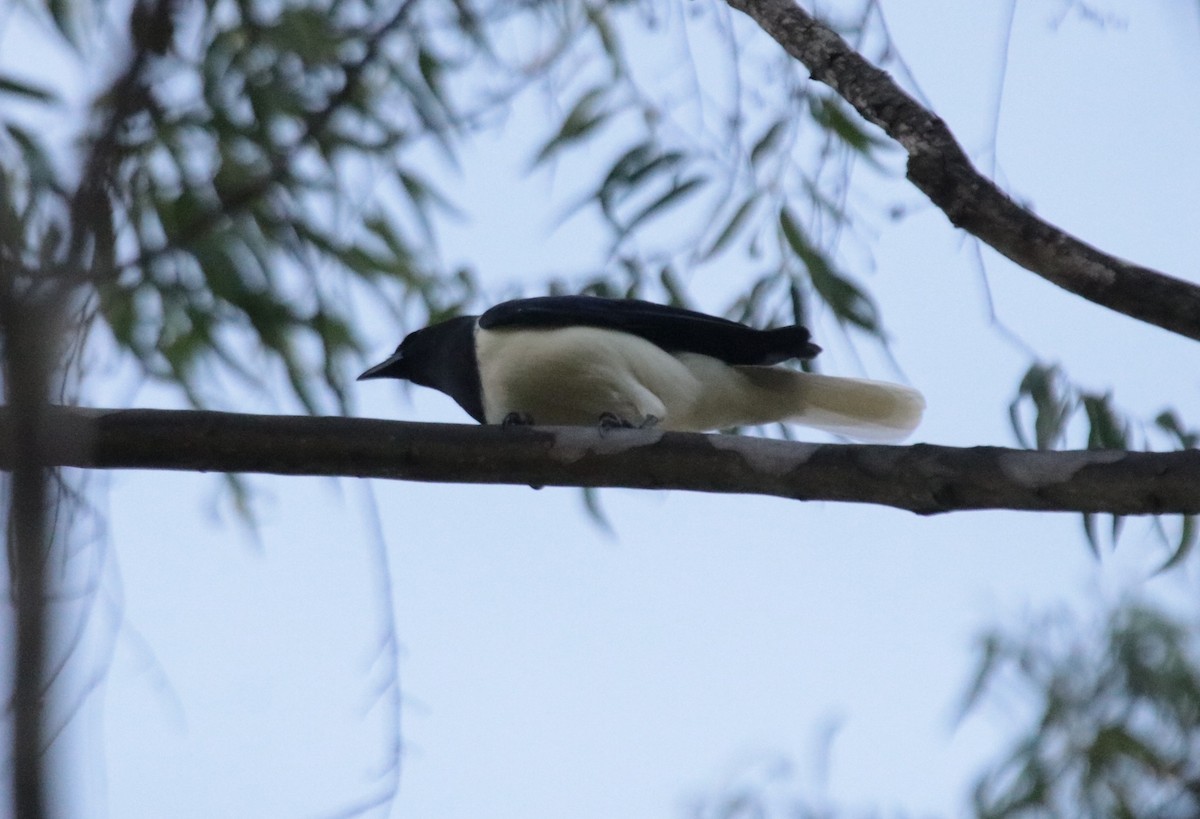 Curl-crested Jay - ML644115937