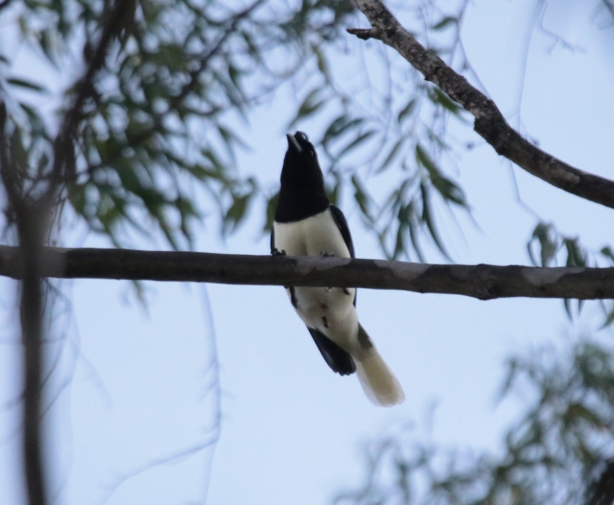 Curl-crested Jay - ML644115938