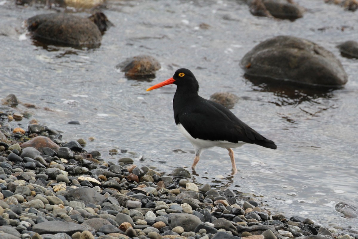 マゼランミヤコドリ - ML644115939