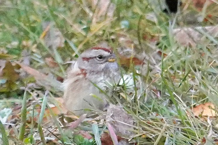 American Tree Sparrow - ML644115944