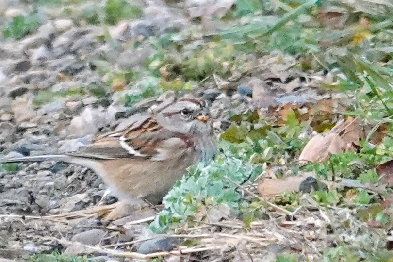 American Tree Sparrow - ML644115945