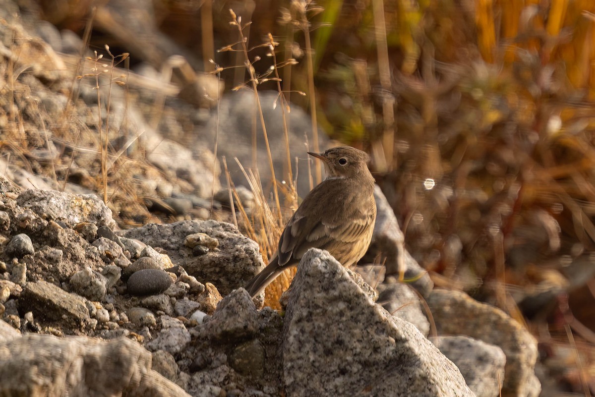 American Pipit - ML644115960