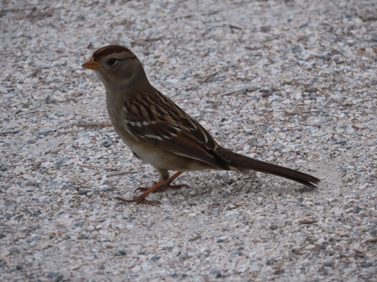 White-crowned Sparrow - ML644115961