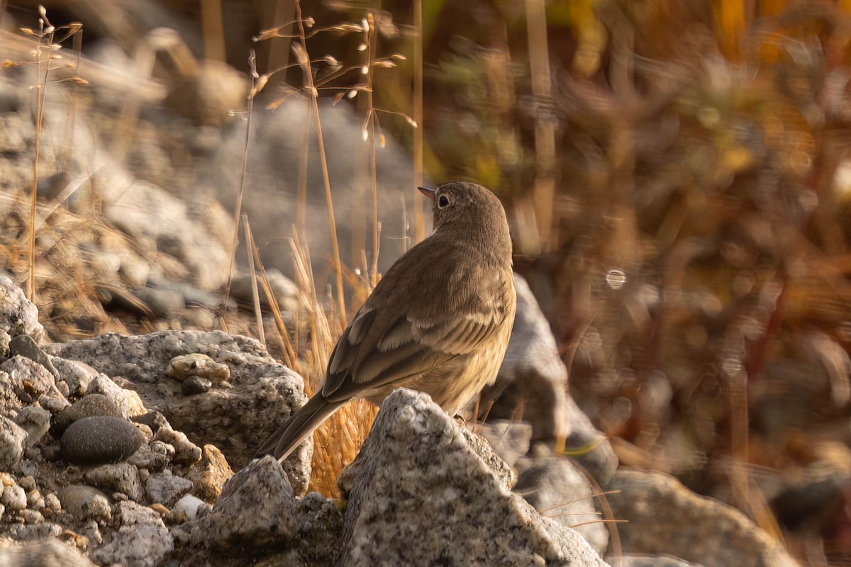 American Pipit - ML644115965