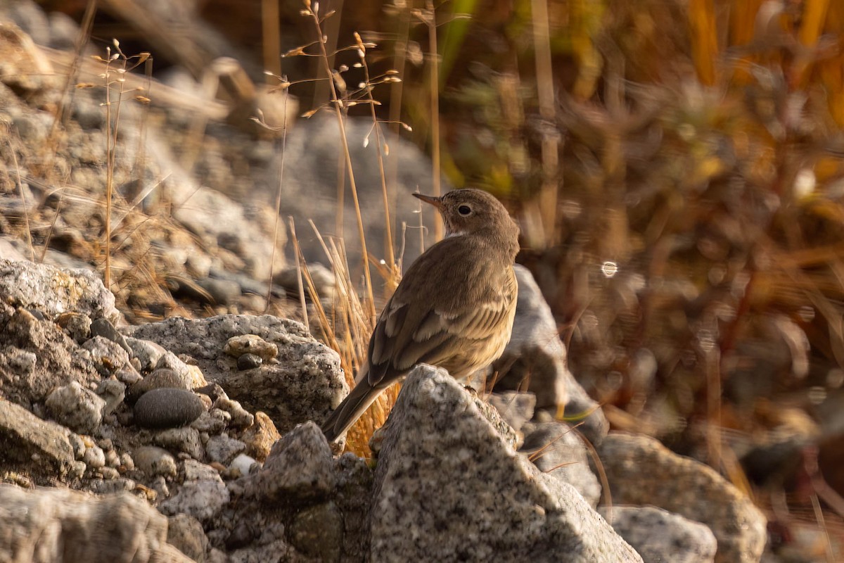 American Pipit - ML644115967