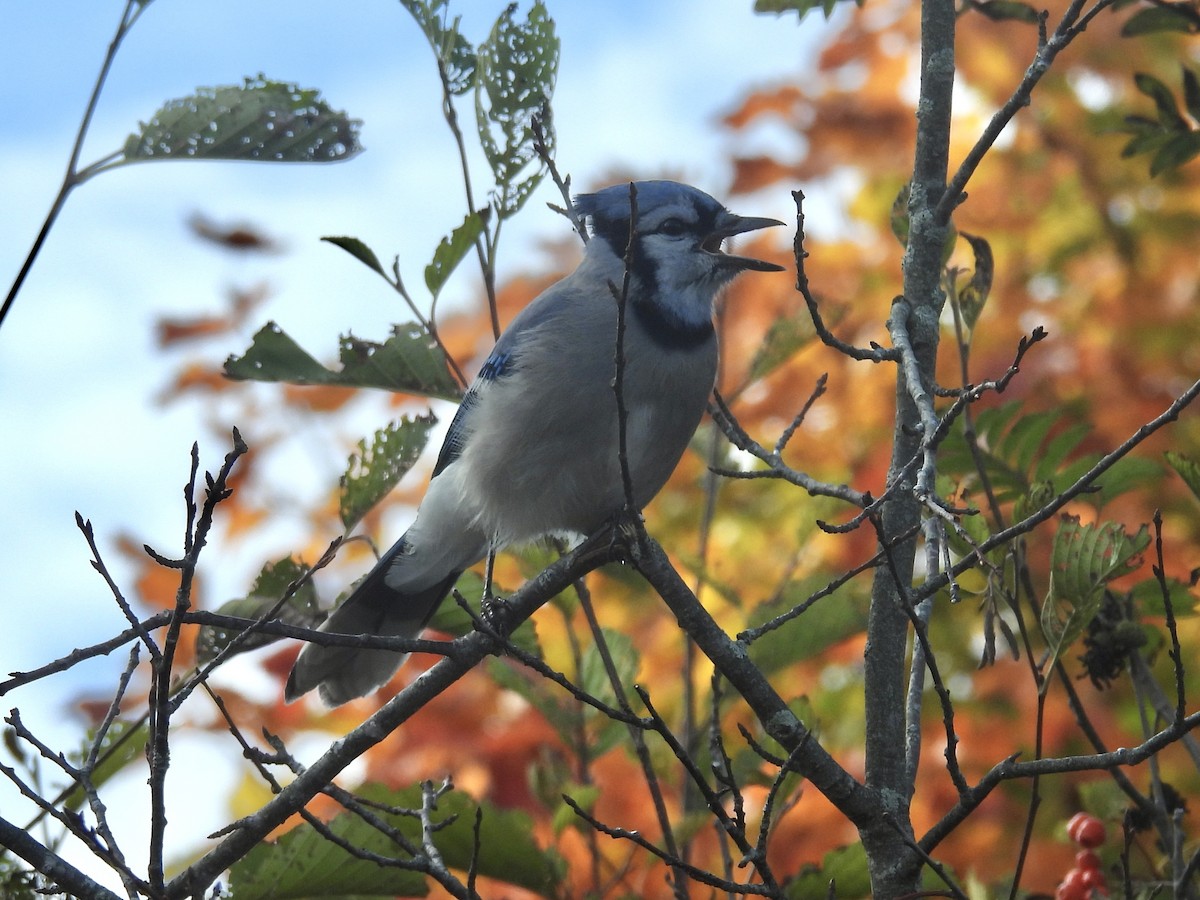 Blue Jay - ML644115974