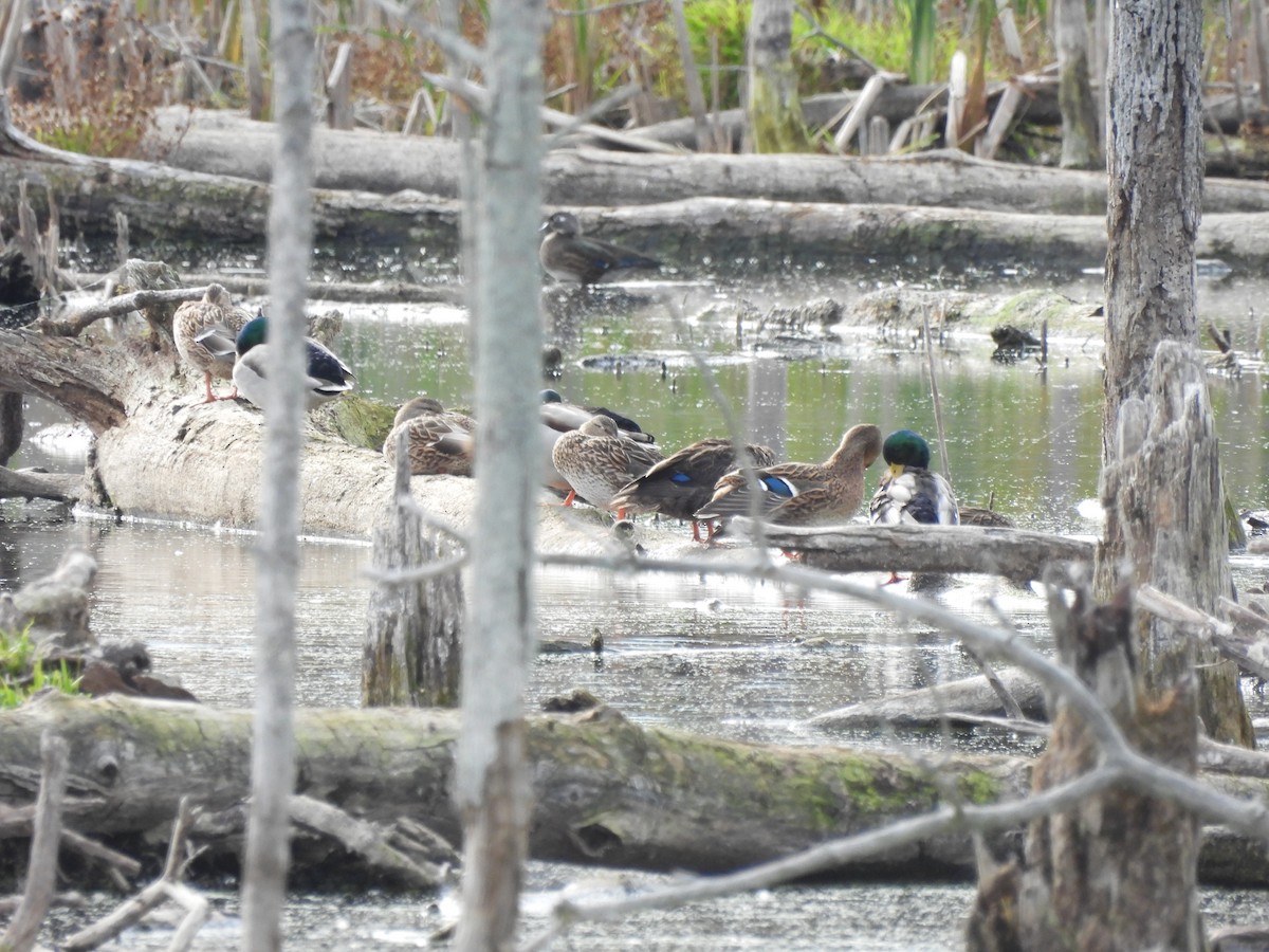 American Black Duck - ML644115984