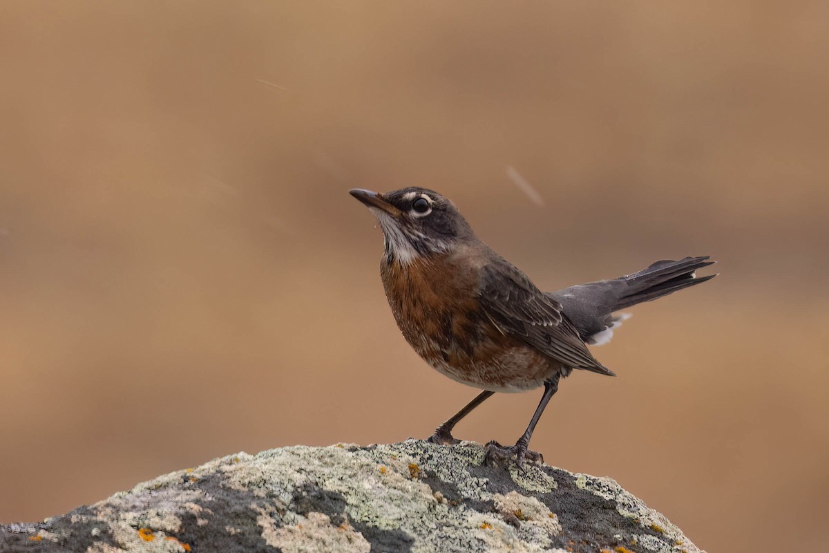 American Robin - ML644115988