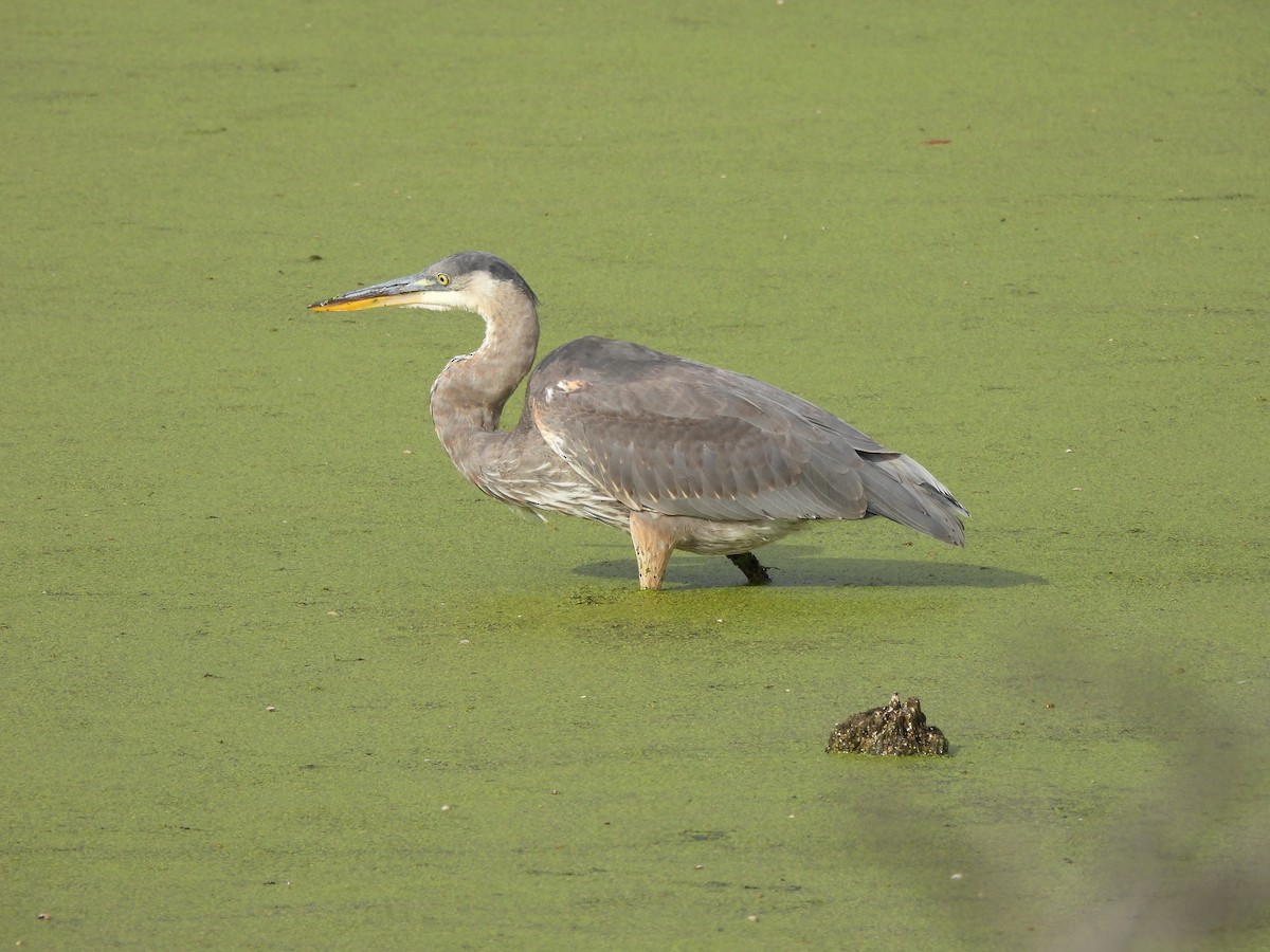 Great Blue Heron - ML644115994