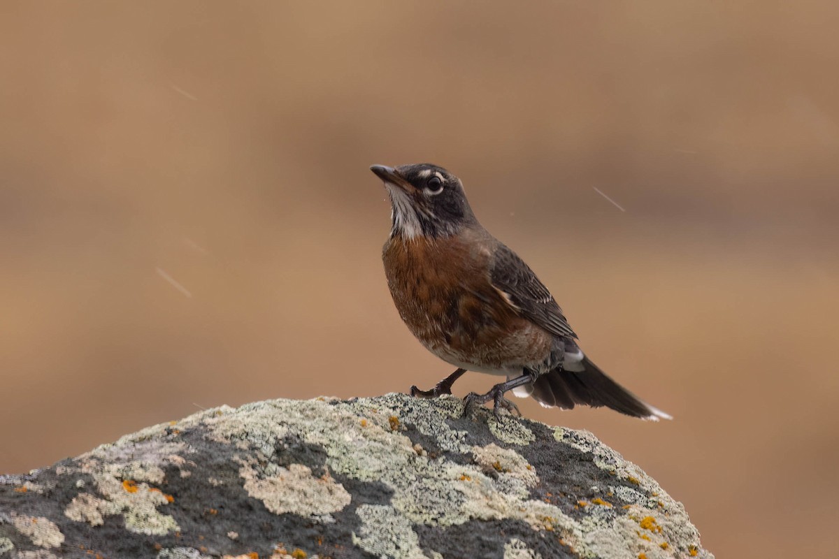 American Robin - ML644115996