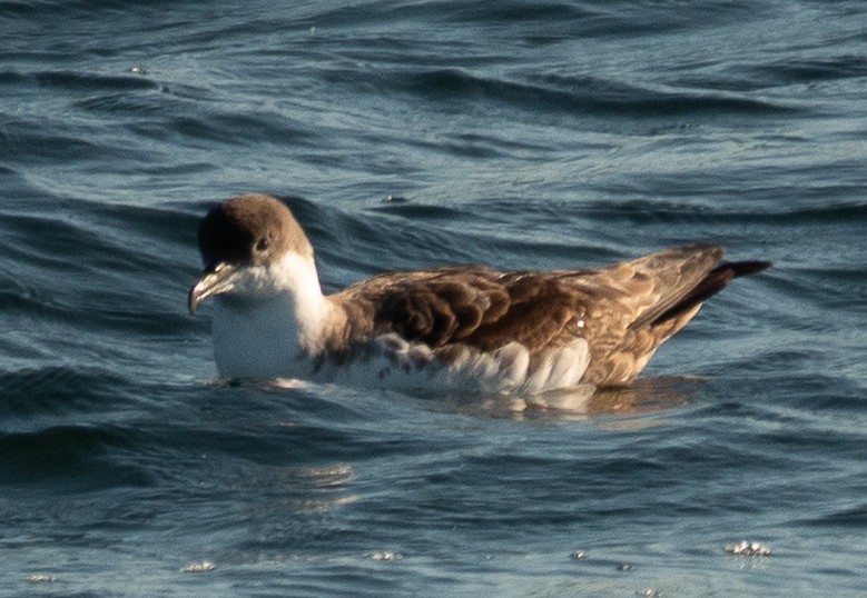 Great Shearwater - ML644115997