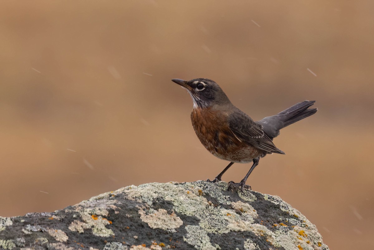 American Robin - ML644116000
